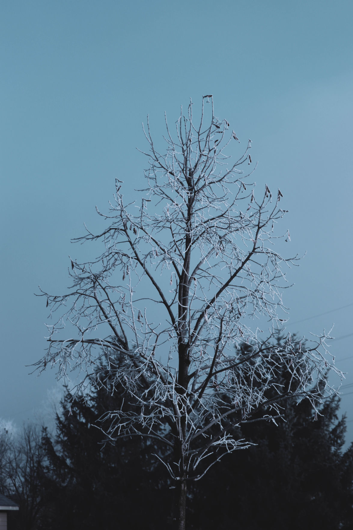 Frosty morning